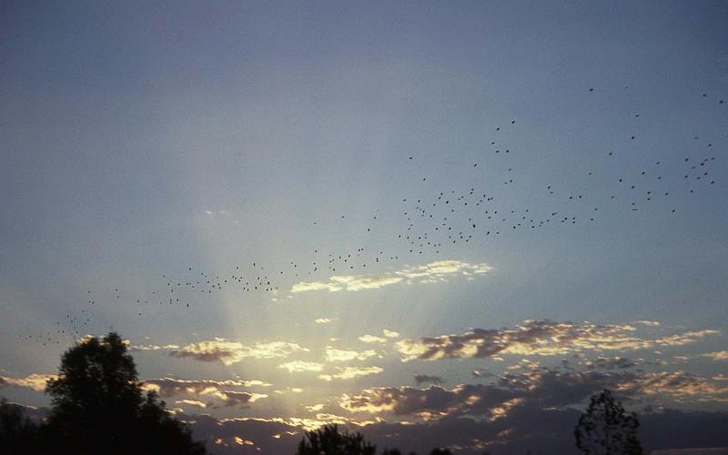 WT 0400 062-15 Australia.jpg